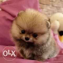 Mini Pomeranian puppies for sale imported parents