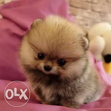 Mini Pomeranian puppies for sale imported parents 0