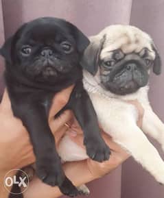 Top quality mini pug puppies 0