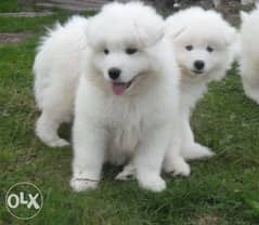 Champion bloodline samoyed puppies, imported from Ukraine 0