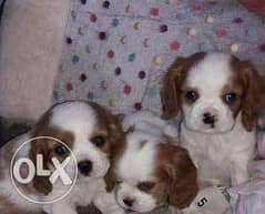 Cavalier King Charles puppies, TOP QUALITY, Imported from Ukraine 0