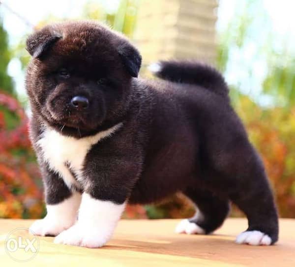 American akita hot sale cost