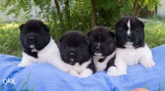 Imported American akita puppies with European Passport, Pedigree and m 0