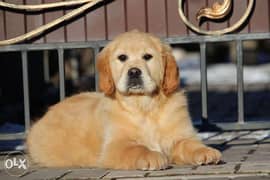 Imported golden retriever puppies, highest quality and best price 0