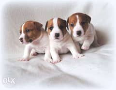 Jack Russell puppies imported from Ukraine 0