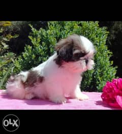 Imported mini shih tzu puppies top quality 0