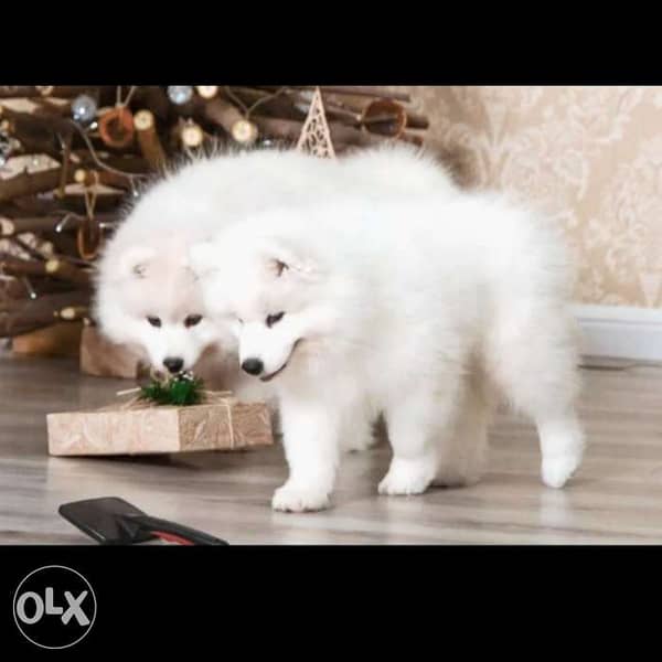 American eskimo hot sale olx