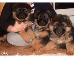 Highest quality and best price imported german shepherd , جيرمن 0