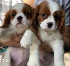 Best price and quality imported cavalier King Charles كينج شارلز 0