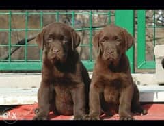 Highest quality and best price imported Labrador puppies, لبرادور 0