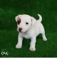 Jack Russell Puppies, imported, top quality with Pedigree 0