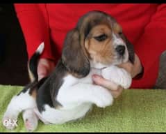 Highest quality and best price imported beagle puppies بيجل 0