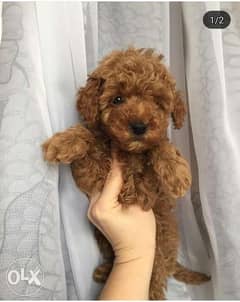 Best quality and best price imported toy poodle puppies, توي بودل 0