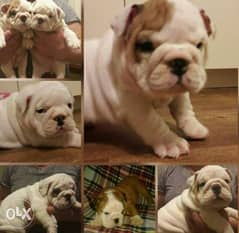 English bulldog puppies with all documents, imported from Ukraine 0