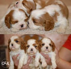 Cavalier King Charles puppies with all documents,imported from Ukraine 0