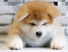 Imported Japanese Akita puppies 0