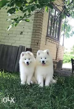 Samoyed puppies 0