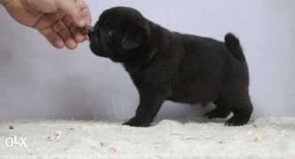 Black mini pug puppies 0