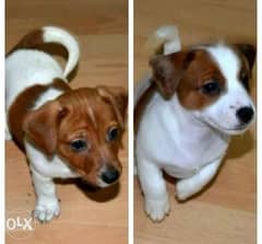 Imported jack Russell Puppies for sale 0
