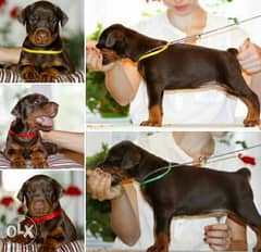 Imported doberman puppies for sale 0