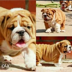 Imported english bulldog puppies for sale 0