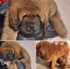 Imported Tibetan mastiff puppies 0