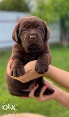 Imported brown Labrador puppies for sale 0