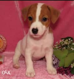 Jack Russell Puppies 0