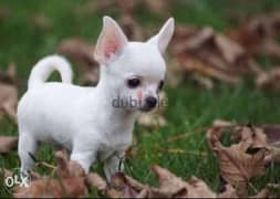 imported Mini chihuahua puppies 0
