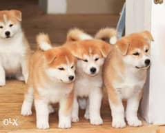 Japanese Akita puppies 0