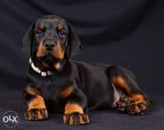 imported doberman puppies FASTEST DELIVERY 0