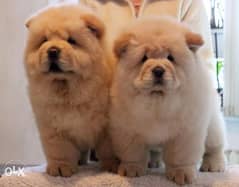 Imported off white chowchow with Pedigree 0