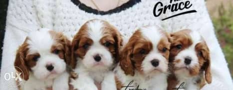 Imported cavalier King Charles with Pedigree 0