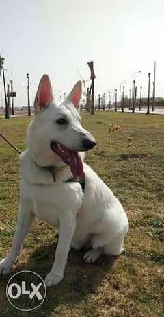 كلب وايت جيرمان شيبارد ذكر للبيع/male white german Shepard for sale 0