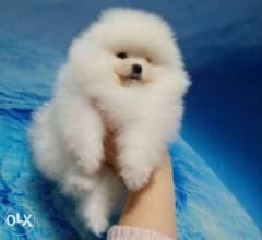 Imported teacup pomeranian with Pedigree 0