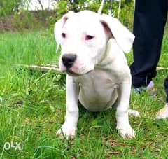 Imported dogo argentino puppies 0