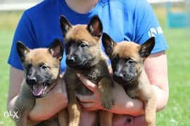Imported Malinois puppies 0