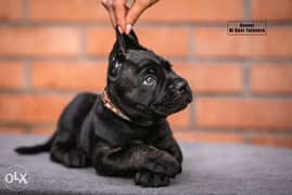 Imported cane corso puppies black 0