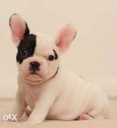 Imported French Bulldog puppies 0