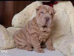 Imported Shar Pei puppies 0
