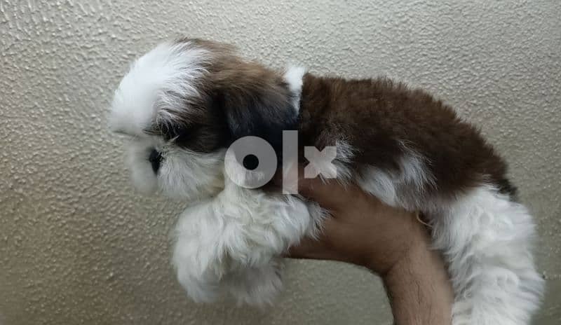 shihtzu not for sale  Golden Fish Cheetos is available شيتزو 3