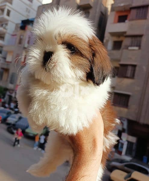 shihtzu not for sale  Golden Fish Cheetos is available شيتزو 4