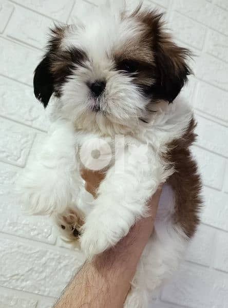shihtzu not for sale  Golden Fish Cheetos is available شيتزو 5