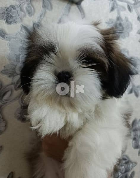 shihtzu not for sale  Golden Fish Cheetos is available شيتزو 6