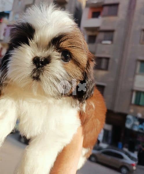 shihtzu not for sale  Golden Fish Cheetos is available شيتزو 7