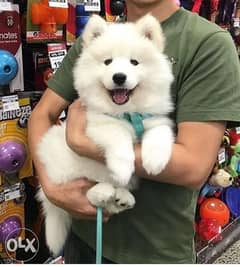 Top quality imported samoyed pupps with Pedigree 0