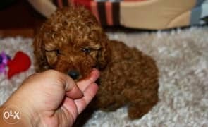Top quality imported toy poodle pupps with Pedigree 0