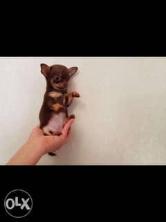 Top quality imported teacup chihuahua pupps with Pedigree 0