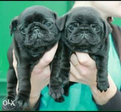 Black mini pug. . Imported. . Premium quality. . With all documents 0