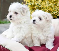 Mini maltese puppies. . Imported. . Premium quality. . With all documents 0